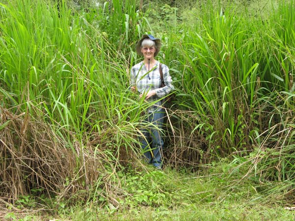Lalang Hill
Lalang grass
Keywords: 20121111e