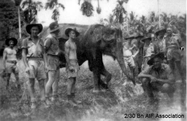 Looking at an Elephant, Malaya, 1941
Some of the drivers having a look at an elephant - 1941.
Left to right:
1) unknown
2) unknown
3) unknown
4) unknown
5) unknown
6) unknown
7) unknown
8) unknown
9) unknown
10) unknown (kneeling) 
Keywords: batupahat